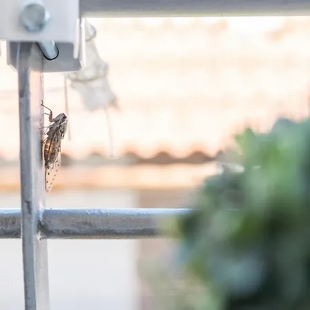 Ammoutsiani Cozy 1 By 8essentially