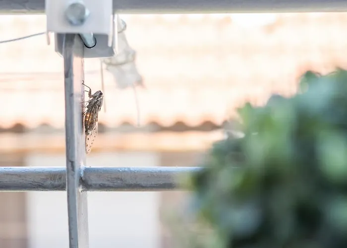 Ammoutsiani Cozy 1 By 8essentially